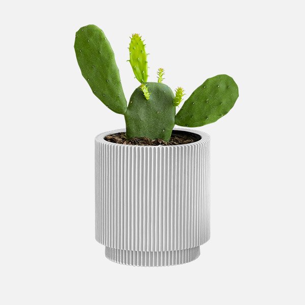 جناح الملاك